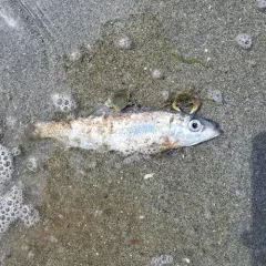 Pacific Herring thumbnail 4