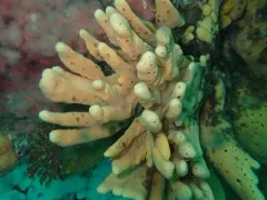 Glove Horny Sponge thumbnail 2