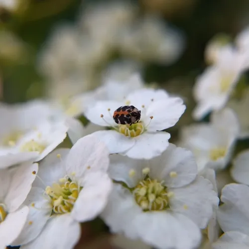 Common Carpet Beetle