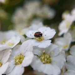 Common Carpet Beetle thumbnail 1