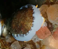 Limneria prolongata thumbnail 3