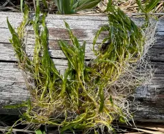 two-leaf waterweed thumbnail 3