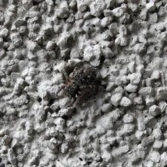 Downy jumping spider thumbnail 2
