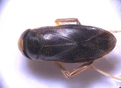 Hesperocorixa laevigata thumbnail 4