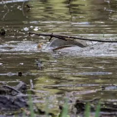 European Carp thumbnail 4