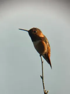 Allen's Hummingbird thumbnail 4