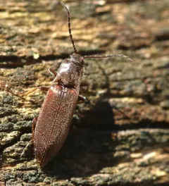 Metanomus insidiosus thumbnail 4