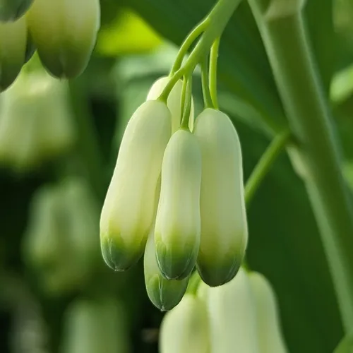 Solomon's-seal
