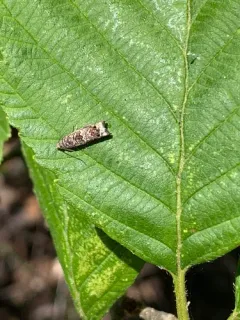 Epinotia albangulana thumbnail 3