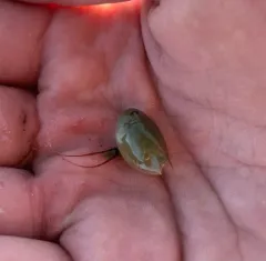 Cryptic Tadpole Shrimp thumbnail 2