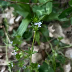 Field madder thumbnail 4