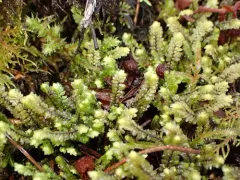 Macrodiplophyllum plicatum thumbnail 2