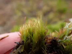Paraleucobryum Moss thumbnail 2