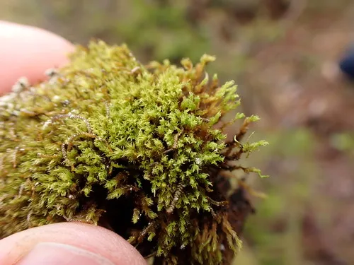 Summer-moss