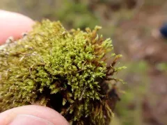 Summer-moss thumbnail 1