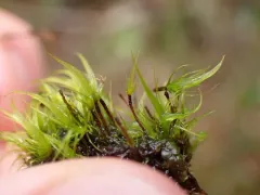 Denuded Dicranodontium Moss thumbnail 4