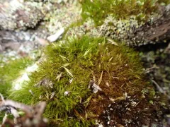 Fragile Swan-neck Moss thumbnail 3