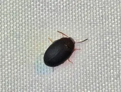 Red-horned Darkling Beetle thumbnail 3
