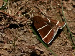 Four-lined Chocolate Moth thumbnail 2