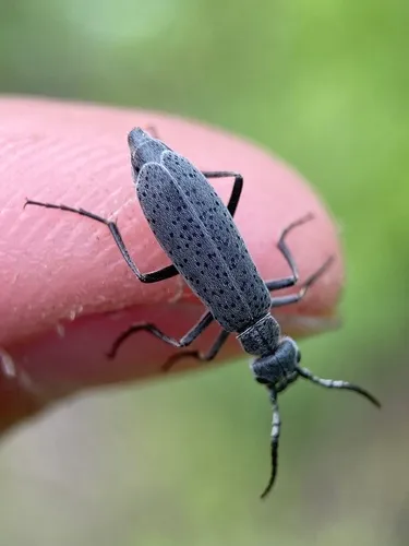 Epicauta oregona