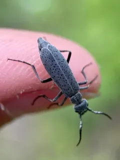 Epicauta oregona thumbnail 1