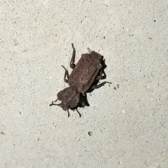 Eastern Ironclad Beetle thumbnail 2