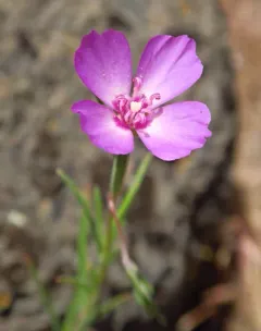 slender clarkia thumbnail 4