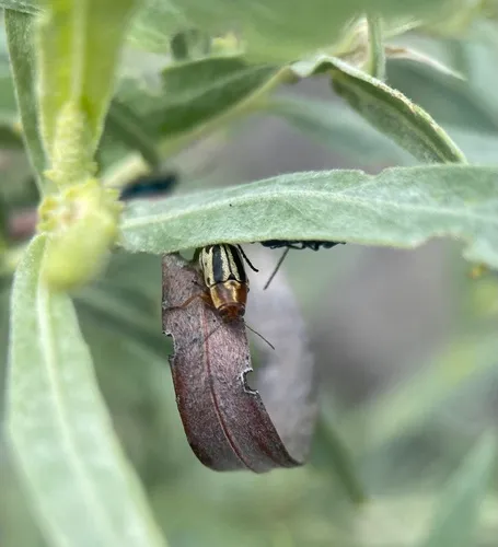 Say's Two-striped Pachy