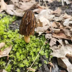black morel thumbnail 4