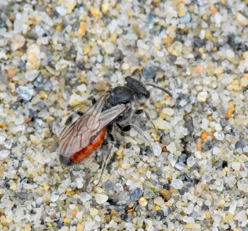 Sphecodes confertus