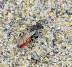 Sphecodes confertus thumbnail 1