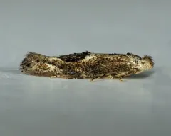 Oak Skeletonizer Moth thumbnail 2