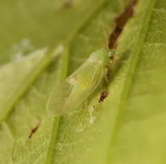 Psylla carpinicola thumbnail 4