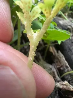 Puccinia adoxae thumbnail 2