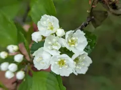 Dodge's Hawthorn thumbnail 4