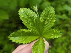 Taphrina tormentillae thumbnail 2