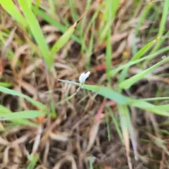 white blue-eyed grass thumbnail 3
