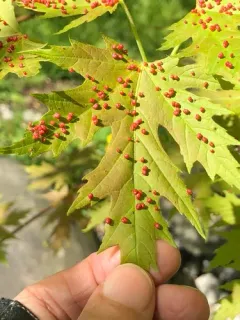 Maple Bladdergall Mite thumbnail 3