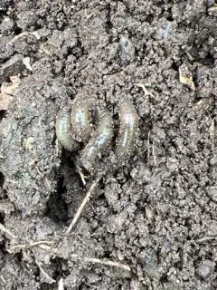 green stink worm thumbnail 3