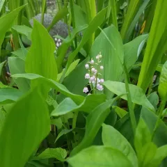 European lily of the valley thumbnail 3