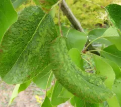 Pearleaf Blister Mite thumbnail 1