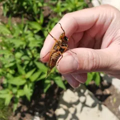 Pharaoh Cicada thumbnail 3