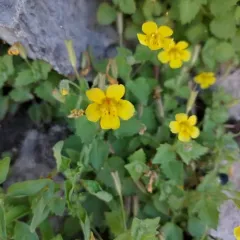 Liverwort Monkey-Flower thumbnail 4