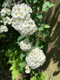 Reeve's Spirea thumbnail 2