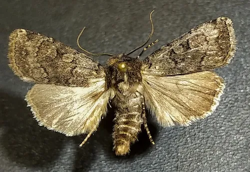 Euxoa infausta