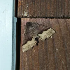 Hübner's Pero Moth thumbnail 3