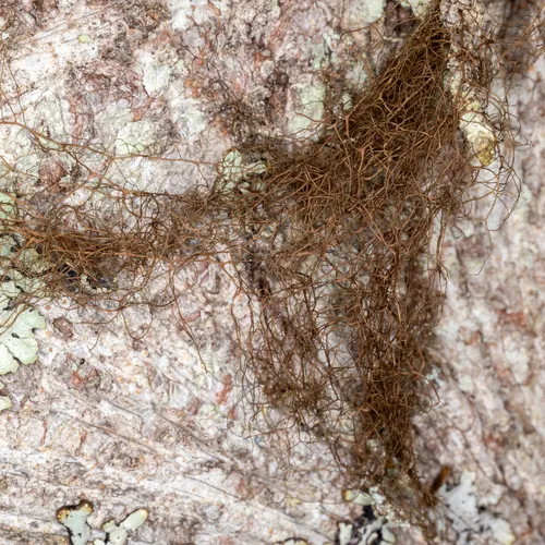 Witch's Hair Lichen