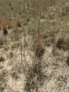 Sand Bluestem thumbnail 4