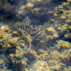 Convict Cichlid thumbnail 4