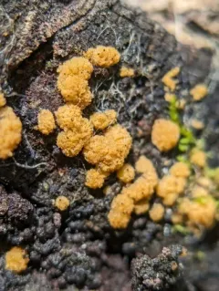 Sphaerosporium lignatile thumbnail 3